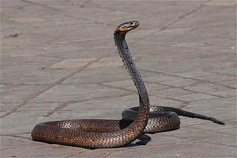 Black Mamba Snake in Defensive Posture on Paved Ground