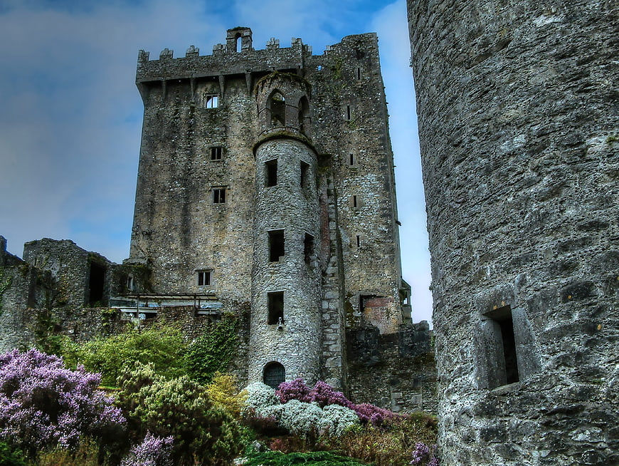 Ancient stone castle ruins with blooming purple heather