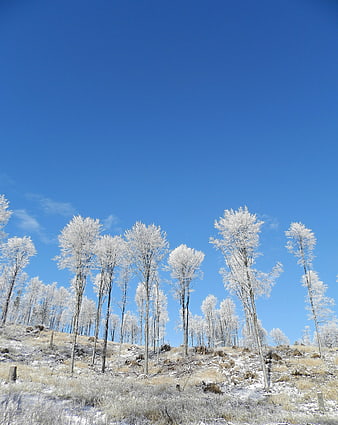 Frost-covered trees on a snowy hill against a clear blue sky
