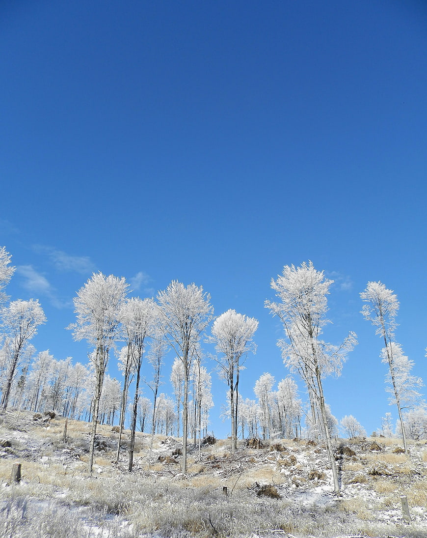 Frost-covered trees on a snowy hill against a clear blue sky