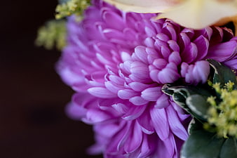 Close-up of vibrant purple chrysanthemum flower petals