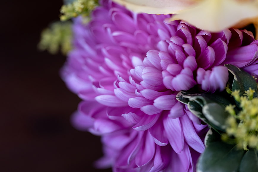 Close-up of vibrant purple chrysanthemum flower petals
