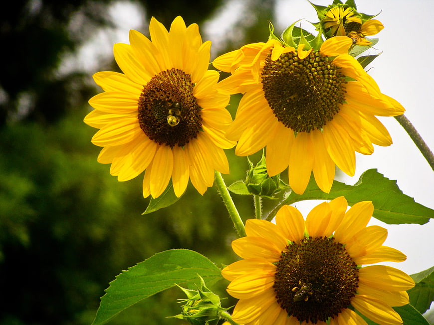 Vibrant Sunflowers with Bees Pollinating in Summer Garden