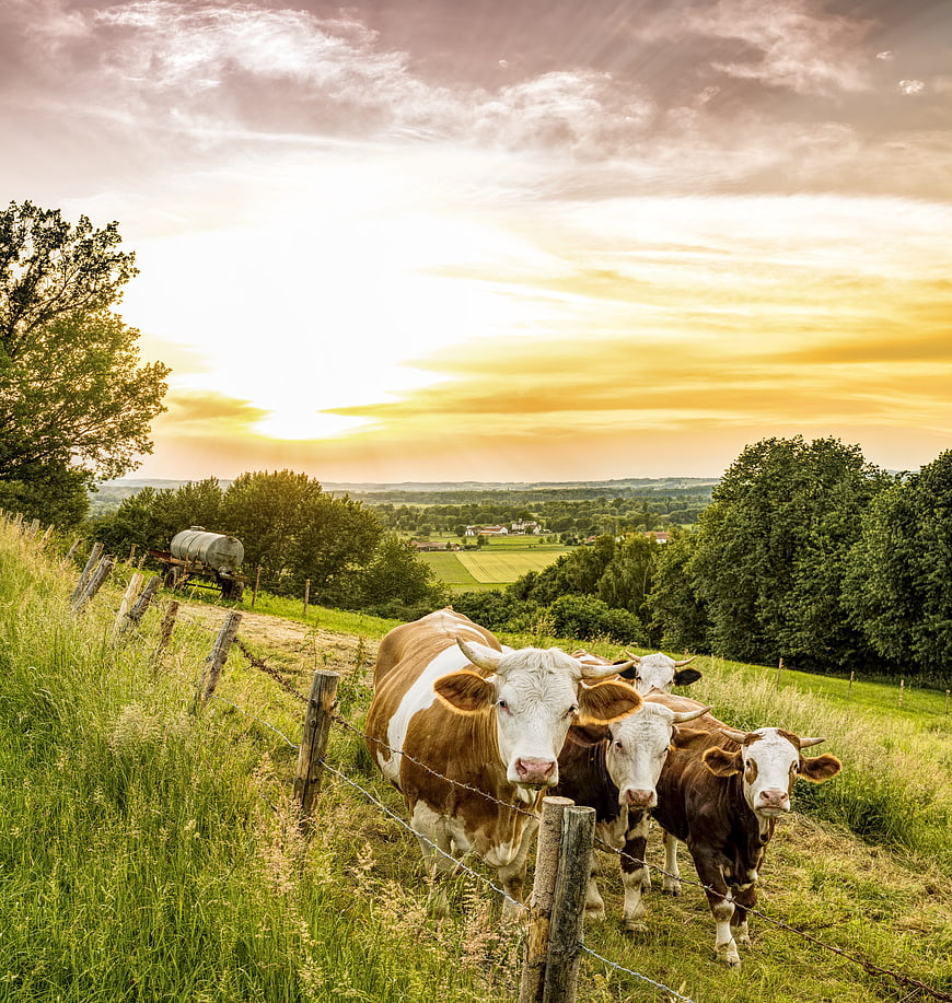 Cows in Pasture at Sunset with Rolling Hills and Farm Landscape