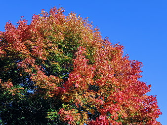 Vibrant autumn tree with red and orange leaves against blue sky