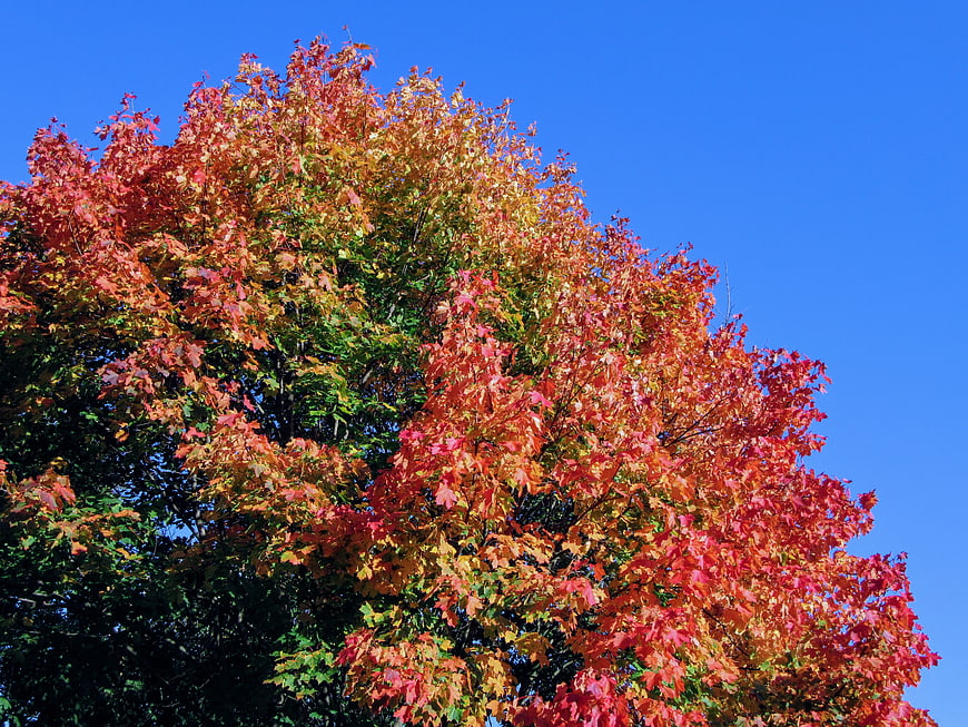 Vibrant autumn tree with red and orange leaves against blue sky