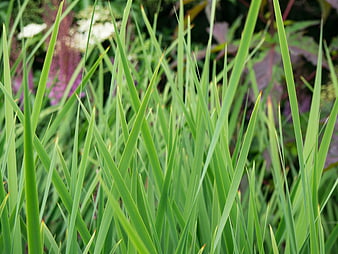 Close-up of vibrant green grass blades with blurred background