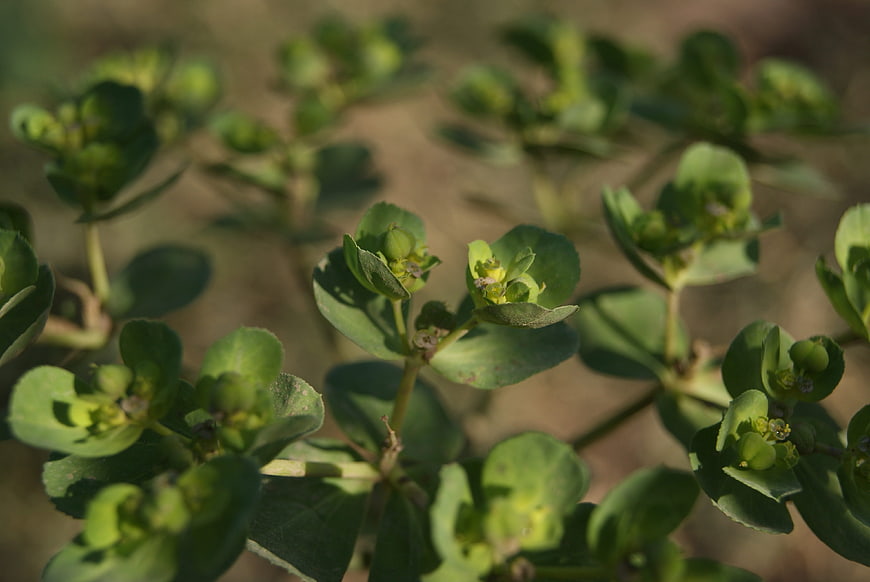 Close-up of green spurge plant leaves and flowers in sunlight