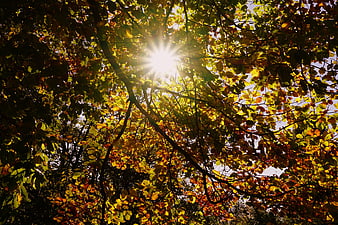 Sunlight shining through vibrant autumn leaves in a forest canopy
