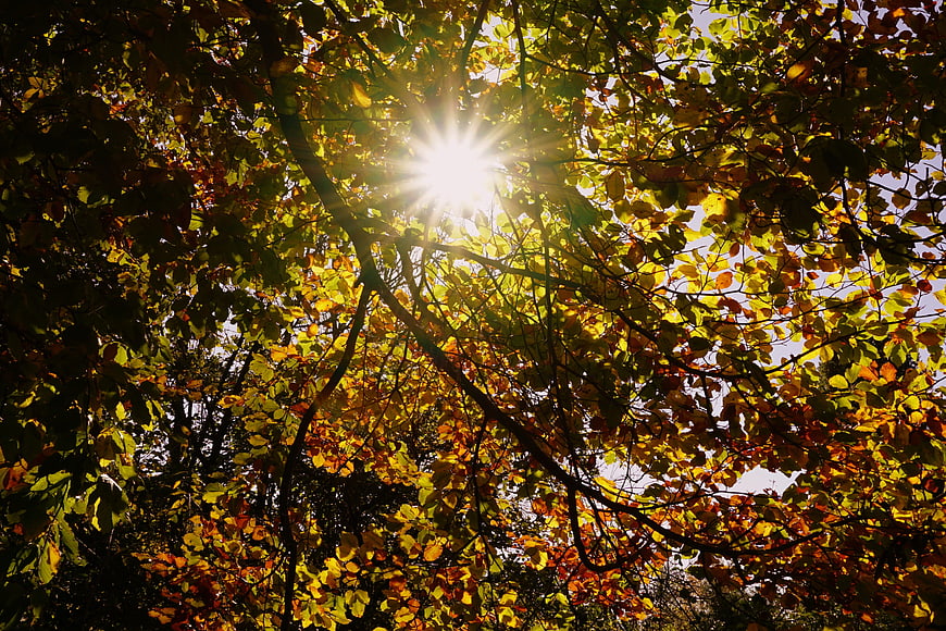 Sunlight shining through vibrant autumn leaves in a forest canopy