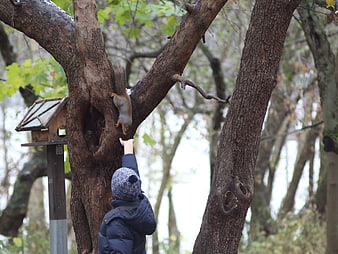 Child Feeding Squirrel on Tree Branch in Park