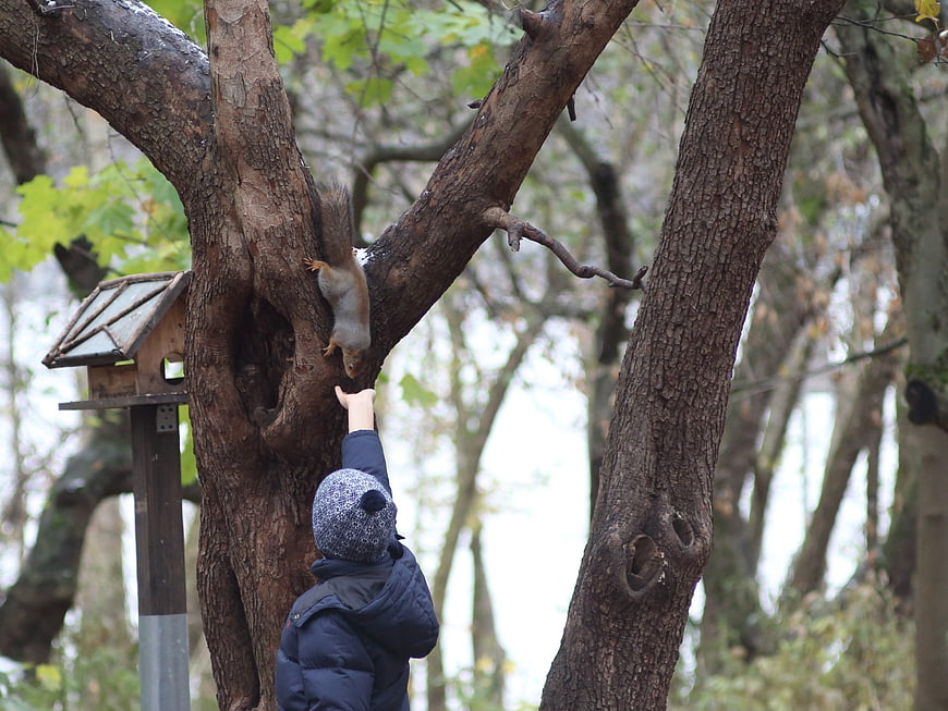 Child Feeding Squirrel on Tree Branch in Park