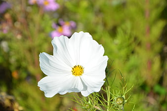 Close-up of a white cosmos flower with yellow center