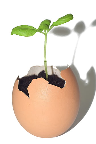 Green seedling growing from cracked eggshell on white background
