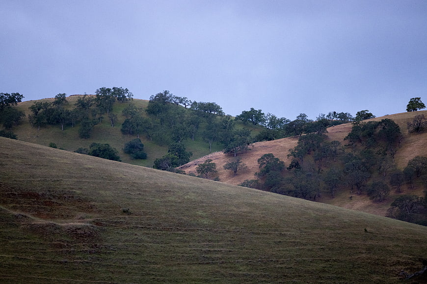 Rolling Hills Landscape with Scattered Trees and Overcast Sky