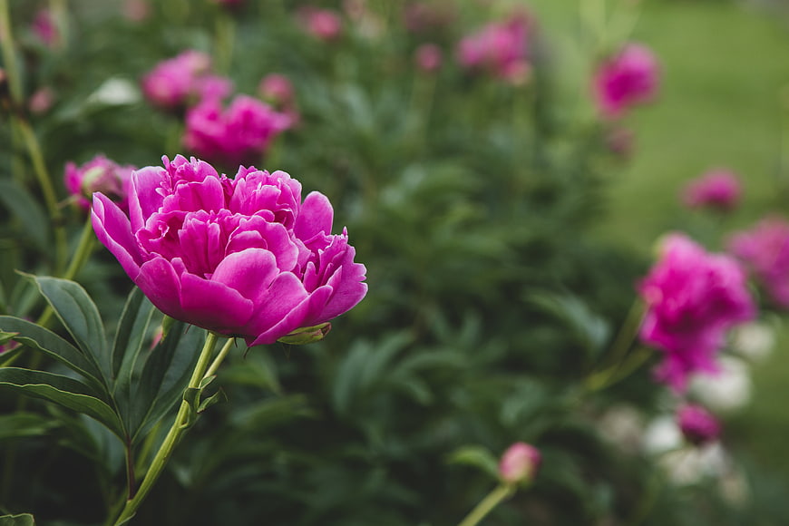 Vibrant Pink Peony Flower in a Lush Green Garden