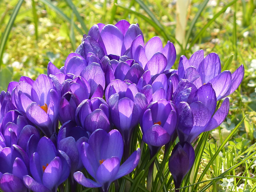 Vibrant Purple Crocus Flowers Blooming in Spring Meadow