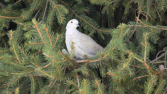 White dove perched in green pine tree branches