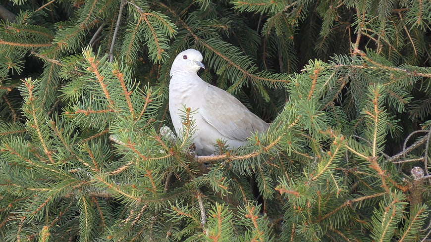 White dove perched in green pine tree branches