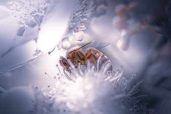 Macro Honey Bee Pollinating White Flower Close Up