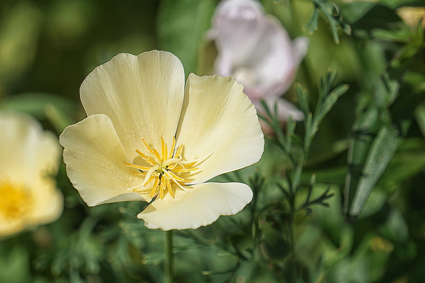 Close-up of a pale yellow California poppy flower