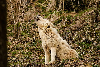 White Wolf Howling in Forest Underbrush