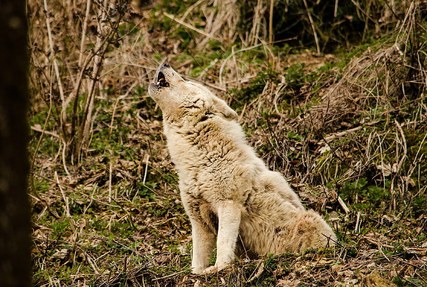 White Wolf Howling in Forest Underbrush