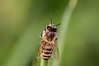 Close-up of a Honey Bee on a Green Stem