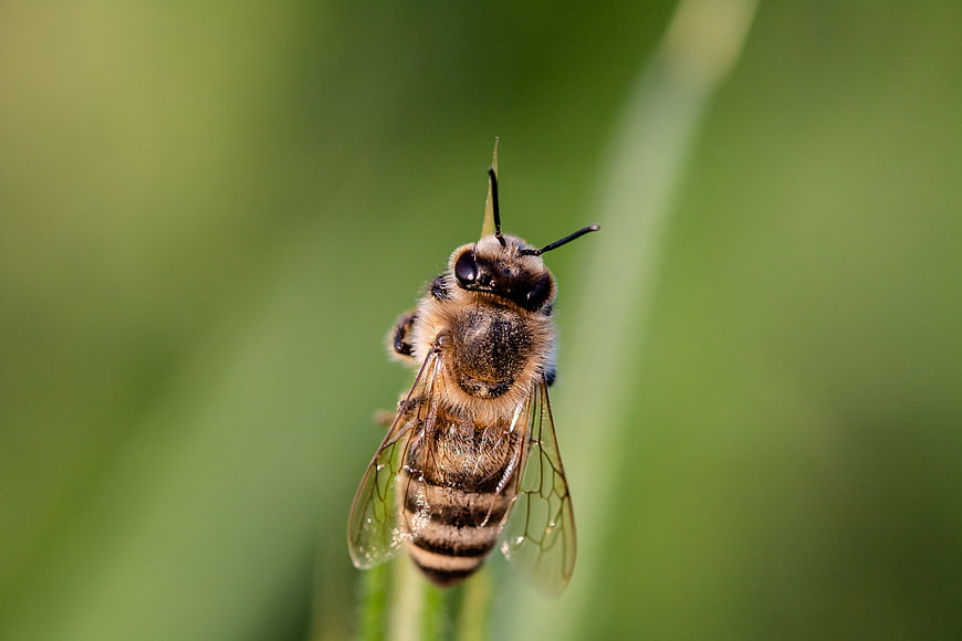 Close-up of a Honey Bee on a Green Stem