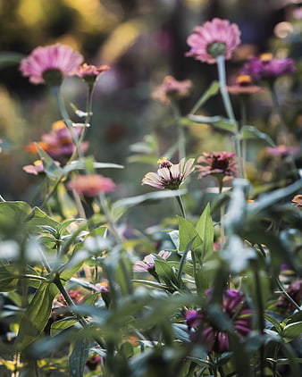 Pink Zinnia Flowers in Garden with Green Leaves