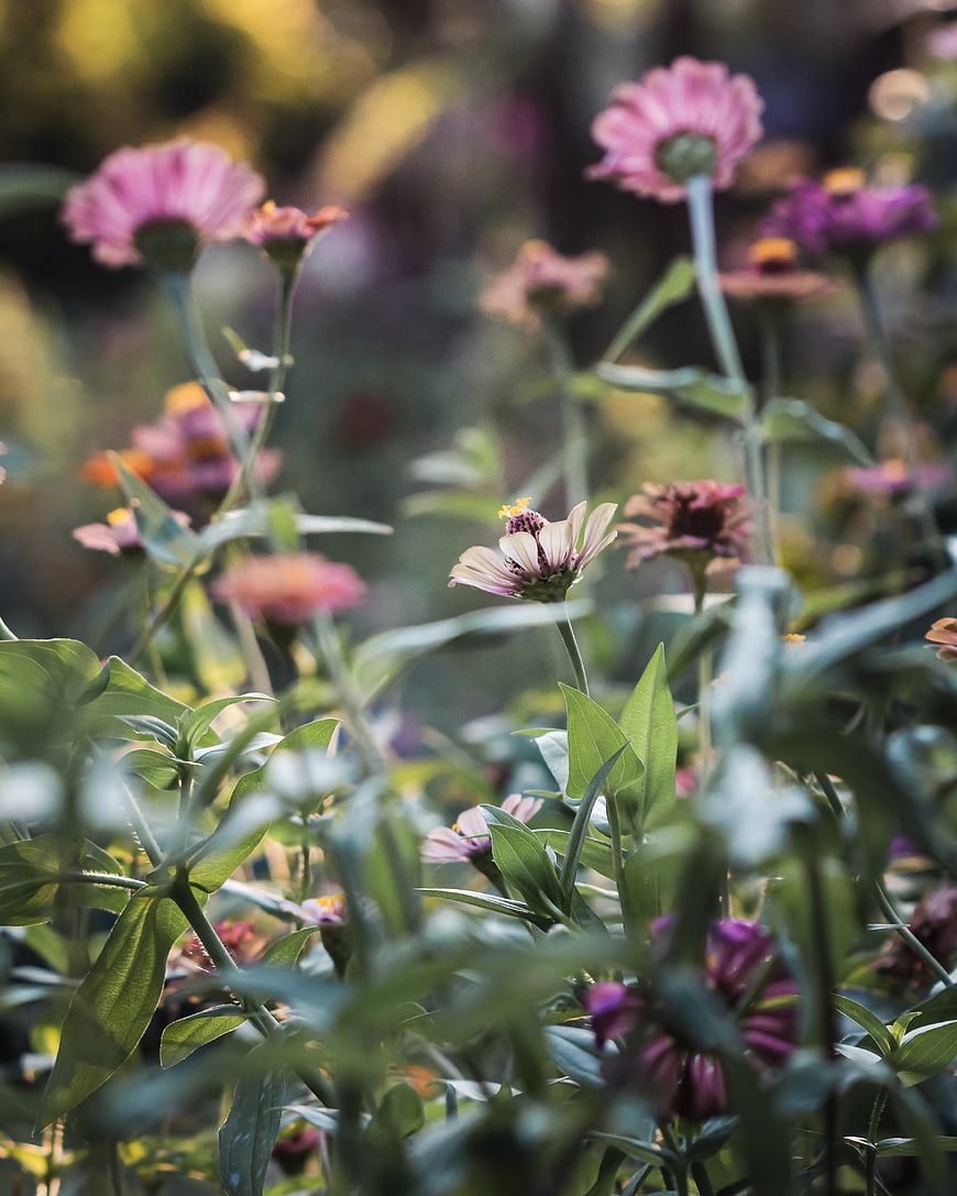Pink Zinnia Flowers in Garden with Green Leaves