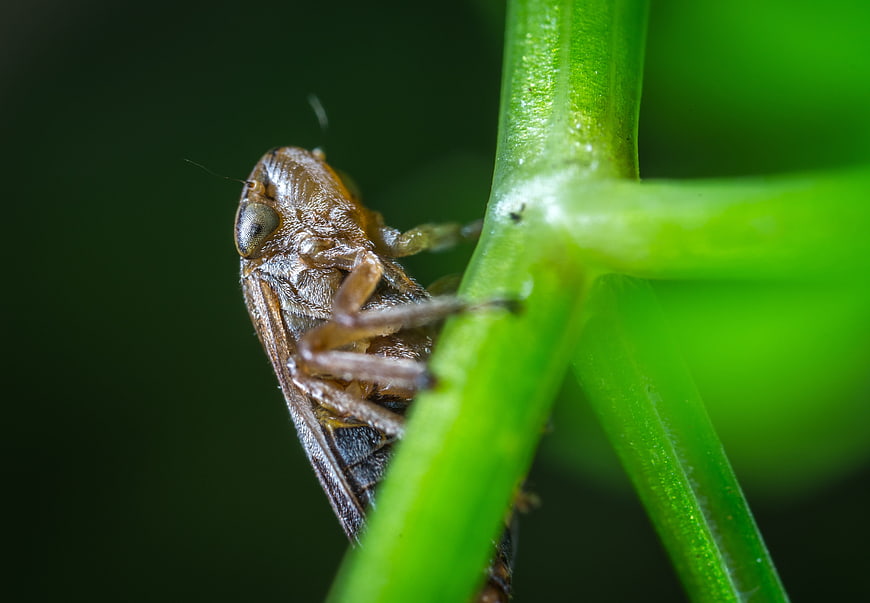 Macro photography of a brown leafhopper on a green plant stem