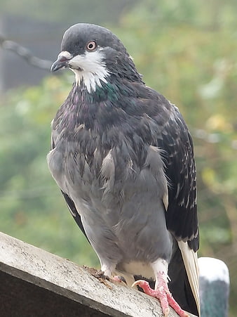 Close-up of a domestic pigeon perched on a ledge