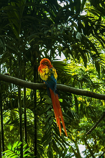 Scarlet Macaw Perched on Branch in Tropical Jungle