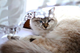 Fluffy Ragdoll Cat with Blue Eyes Resting Indoors