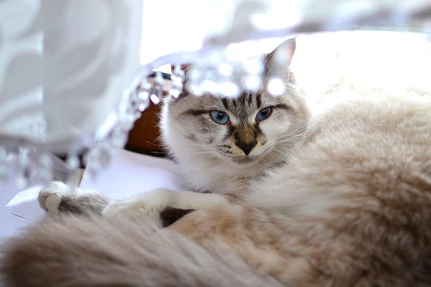 Fluffy Ragdoll Cat with Blue Eyes Resting Indoors