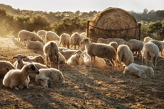 Flock of sheep resting in a field with a large hay bale at golden hour