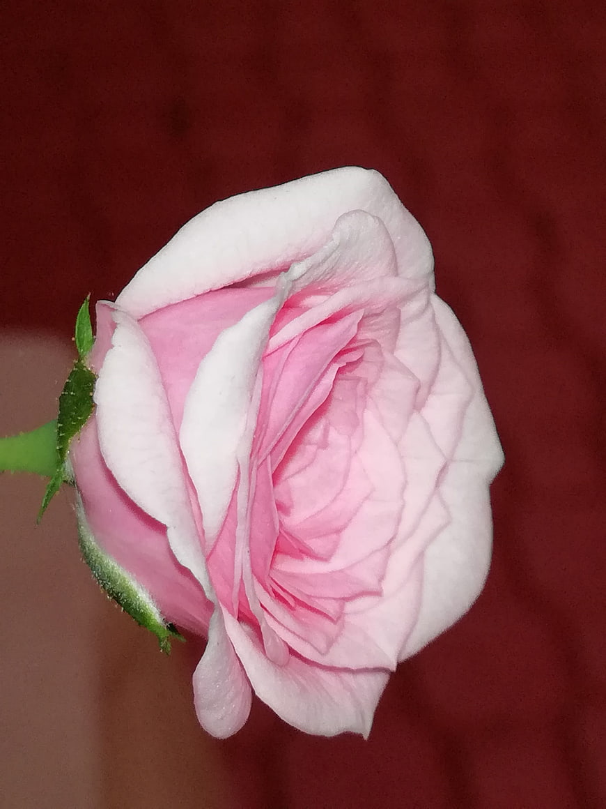 Close-up of a delicate pink and white rose bud