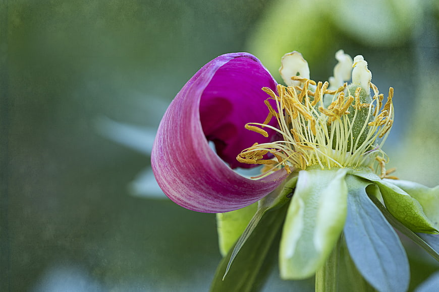 Close-up of vibrant purple peony bud with yellow stamens