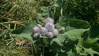 Close-up of Wild Thistle Flower Bud in Green Meadow