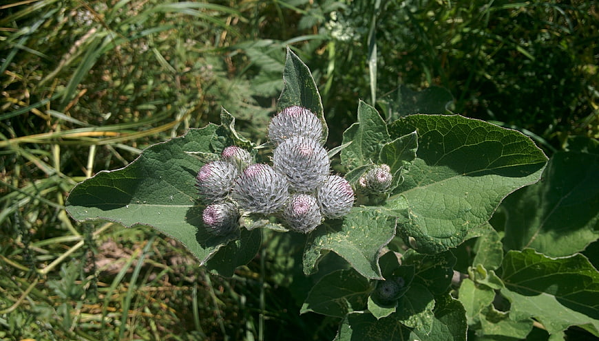 Close-up of Wild Thistle Flower Bud in Green Meadow