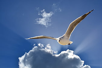 Seagull Soaring Against Blue Sky with Sun Rays