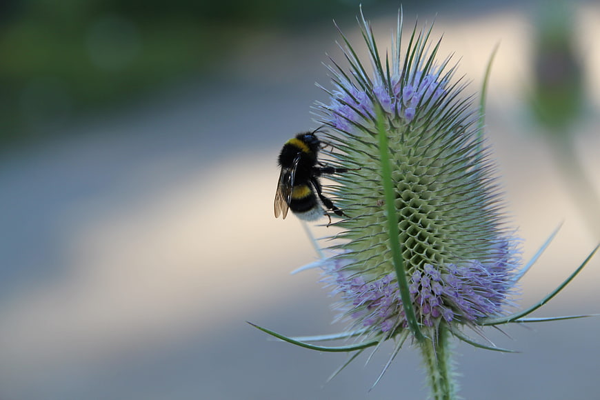 Bumblebee Pollinating Purple Teasel Flower Close Up