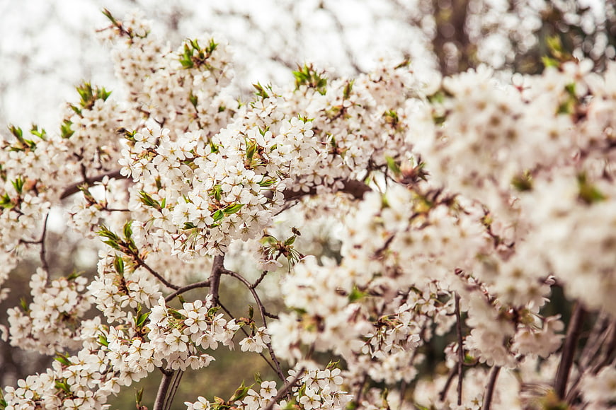Close-up of white cherry blossoms in spring bloom