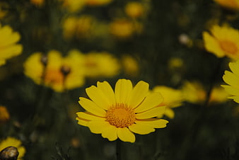 Close-up of a bright yellow flower in a garden
