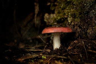 Red mushroom growing in dark forest with mossy background