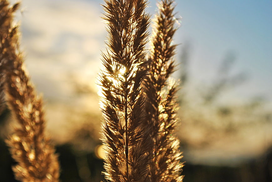 Golden Backlit Wheat Stalks in Sunlight