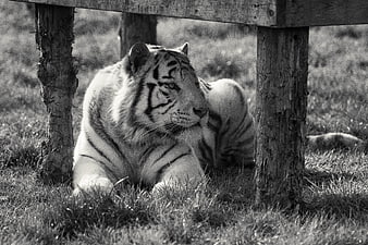 White Tiger Resting Under Wooden Structure in Black and White