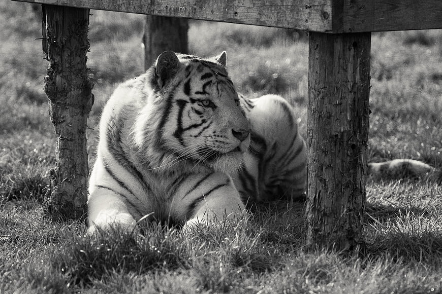 White Tiger Resting Under Wooden Structure in Black and White