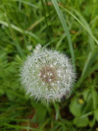 Close-up of a white dandelion seed head in green grass